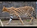 Serval eats palm leaves