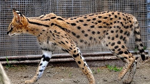 Watch the video about Serval eats palm leaves