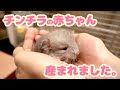 【ご報告】チンチラの赤ちゃんが産まれました&今後の活動について大切なお話です。