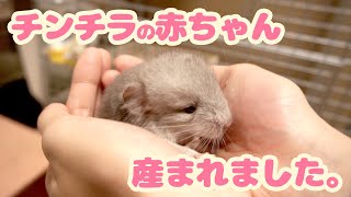 【ご報告】チンチラの赤ちゃんが産まれました＆今後の活動について大切なお話です。