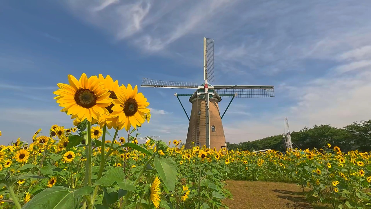 Sakura Furusato Square, Chiba Prefecture (07/14/2026) Sunflowers