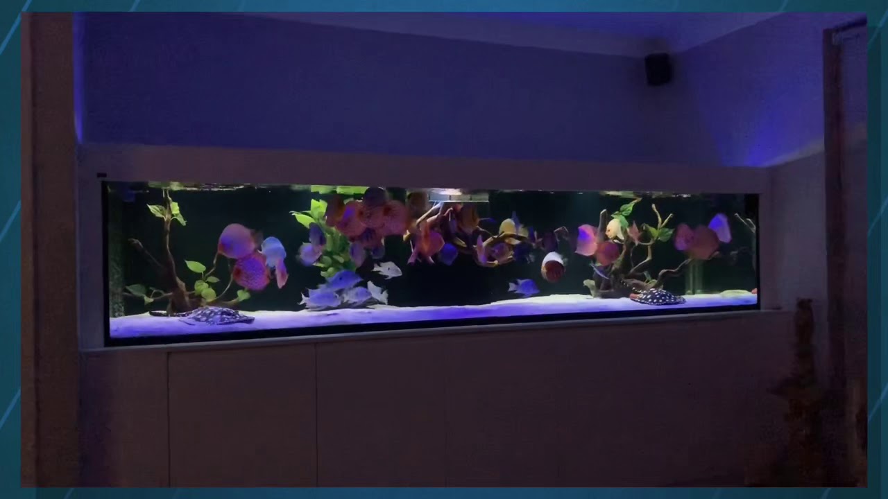 Stendker by Ray Webber