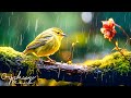 Chirping melody with relaxing piano music 247  the sounds of the forest by orpheus piano
