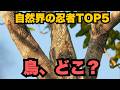 自然界の忍者TOP5【どこにいる？】