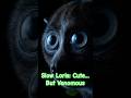 Slow Loris: Cute… But Venomous 😳