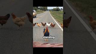 He Stopped Traffic For His Girls 🐓