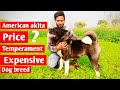 About American akita dog breed || American akita price の動画、YouTube動画。