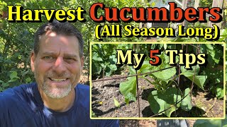 5 Tips to Harvest & Grow Cucumbers all Season Long (May Through September)