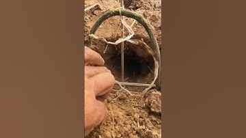 Easy Snake Trap By Bamboo & Small Cable #shorts