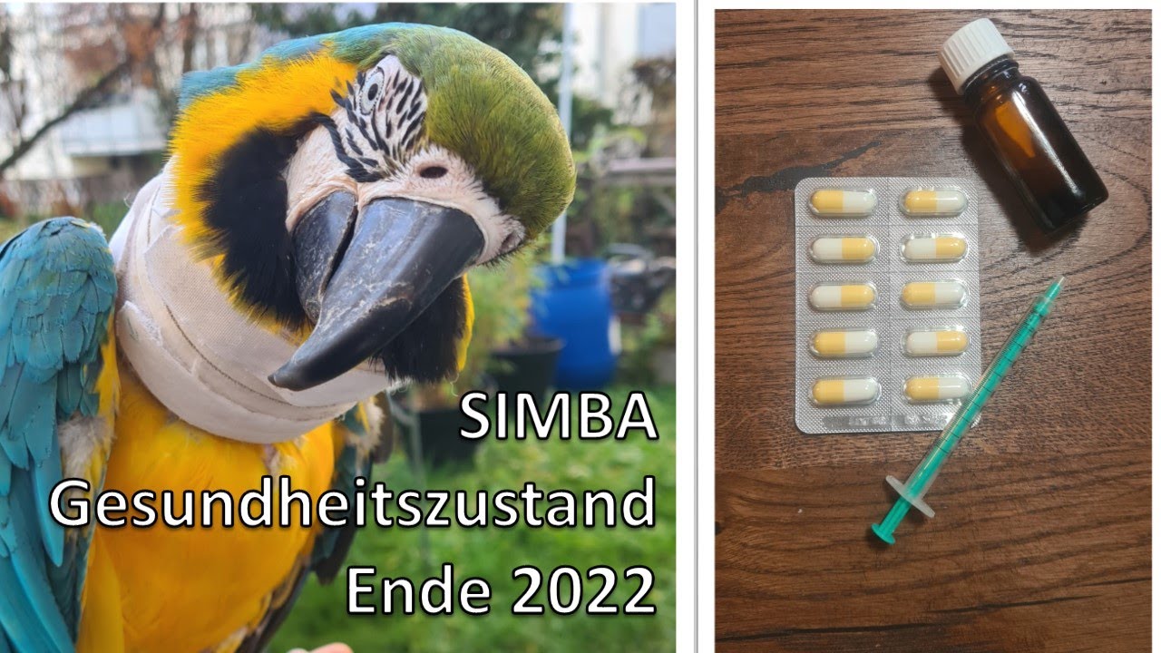 Simba -  Gesundheitszustand Ende 2022 (Symptome & Medikamente)