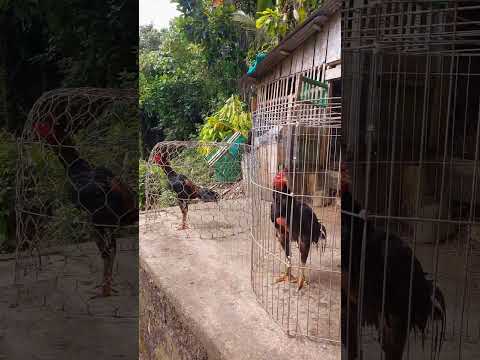 Like Fahter Like Son #ayam #blackbullbloodline