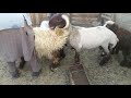 مشروع فحل صنف وتدريبه علي القريع عمره 7اشهر مشروع فحل صنف وتدريبه علي القريع عمره 7اشهر