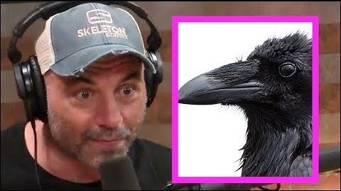 Joe Rogan - Ravens Are Smarter Than Chimps!