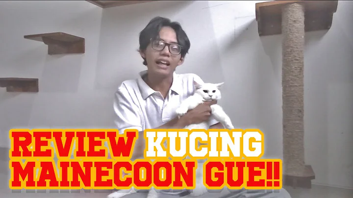 Video 9272161: coon mainecoon, kucing maine coon, mau, review, catlover