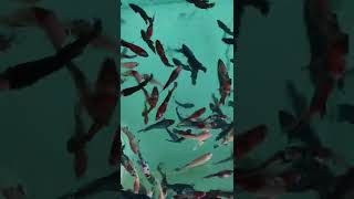 ikan laga cantik