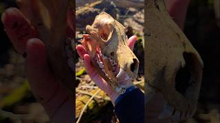 Hiking In The Woods I Found Coyote Skull #nature #animals #youtubeshorts #explore #viral #trending