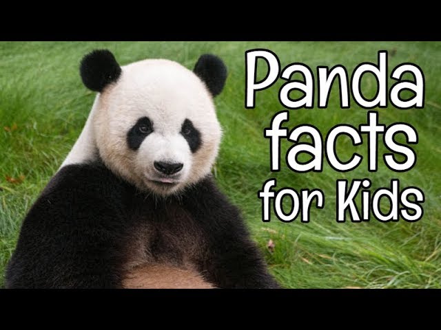 Panda Facts for Kids | Classroom Learning Video - YouTube