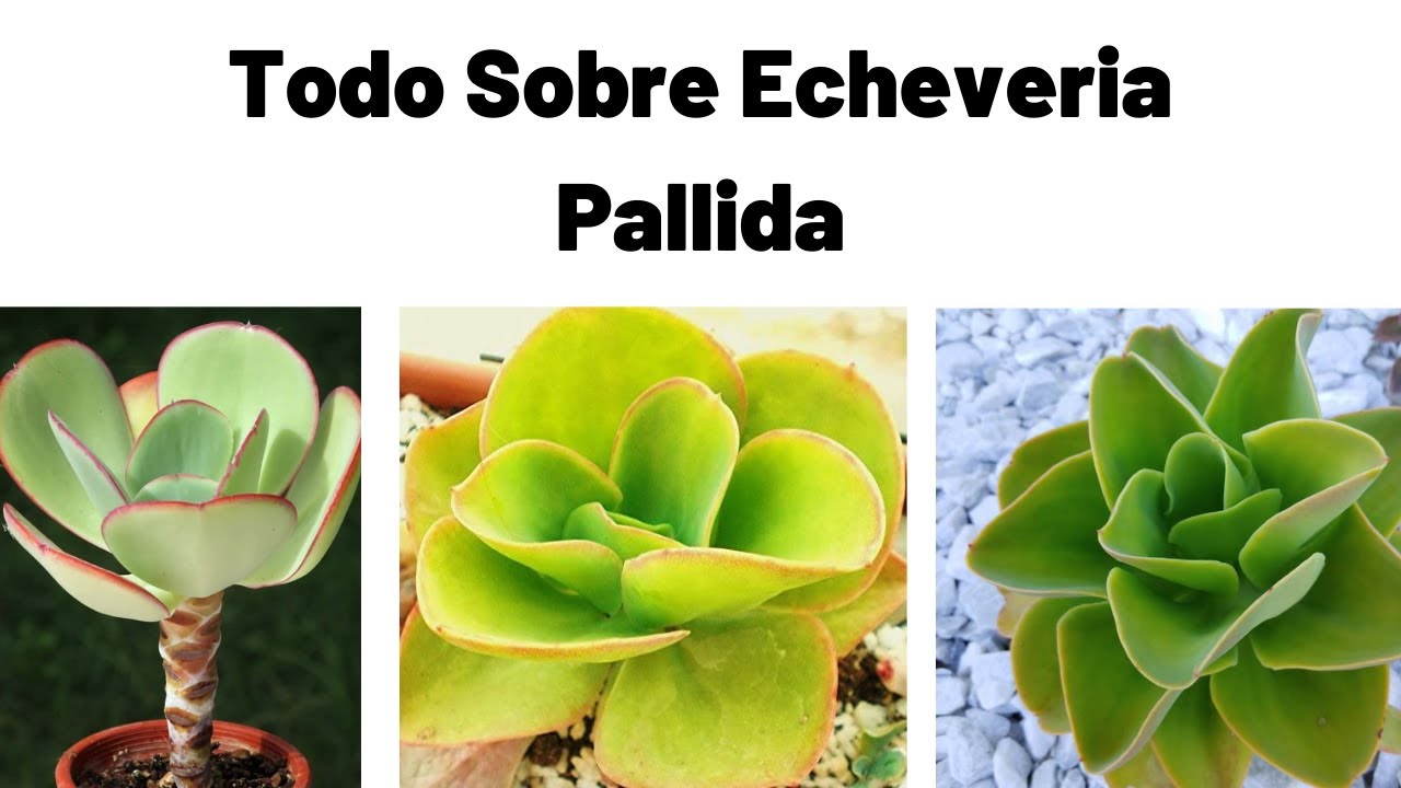 TE VA A IMPRESIONAR ESTA FANTASITCA PLANTA | Echeveria Pallida
