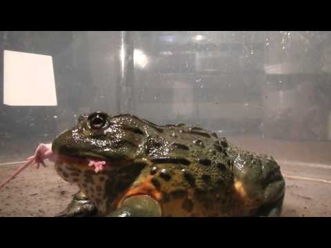 Giant African Bullfrogs eating everything in sight