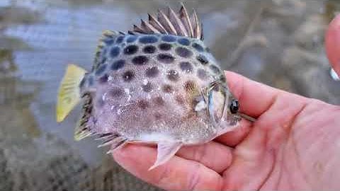 Bãi biển Đồi Nhái Vũng Tàu (Trích video săn bắn và hái lợm)