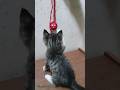 Cute Kitten Playing | بچه گربه بازیگوش و بامزه | Funny Cat Short Video