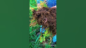 Snow Seeding Clover Blend