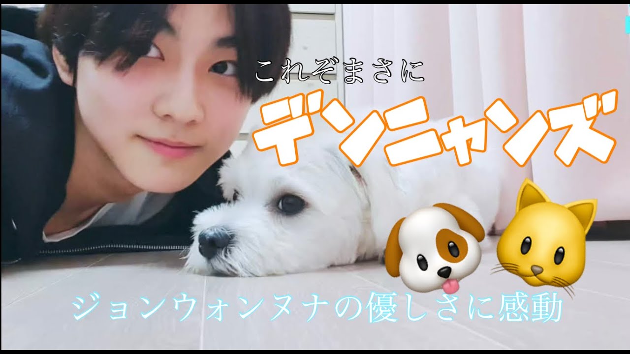 [ENHYPEN日本語字幕]ジョンウォン実家VLIVE！！これヌナの〇〇です、、！かわいい愛犬と戯れるニャンコ