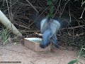 Desentendimento entre Pombas-asa-branca (Patagioenas picazuro) para beber água!