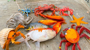 Trải nghiệm kéo lưới bắt cá: cá chép, cá vàng, cá rô, xen lẫn đồ chơi con vật như thật - Part 180