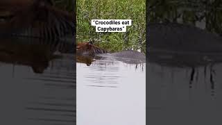 Crocodiles eat Capybaras? #capybara #shorts