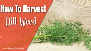 How To Harvest Dill For Culinary Use