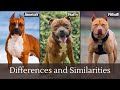 Amstaff staffy and pitbull unraveling the myths and understanding the breeds