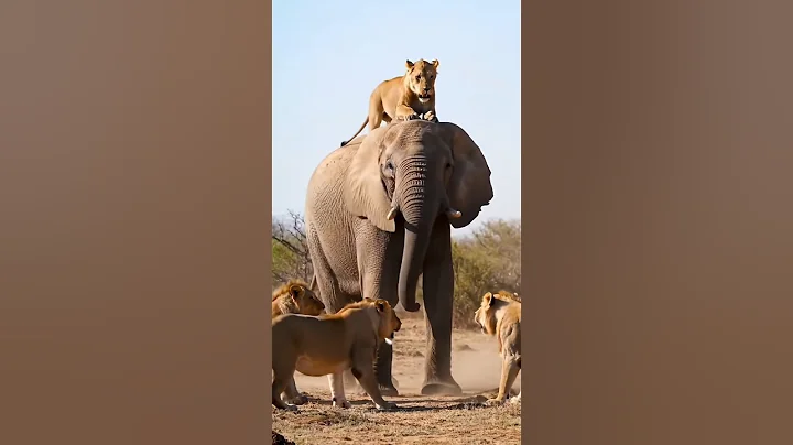 ELEPHANT DEFEATS LION🙀 #animallovers #wildlife #animals #lion #jungle #fyp #shorts #public