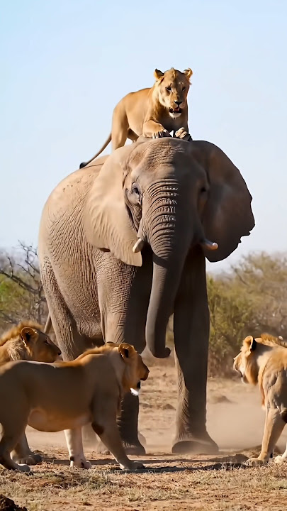 ELEPHANT DEFEATS LION🙀 #animallovers #wildlife #animals #lion #jungle #fyp #shorts #public
