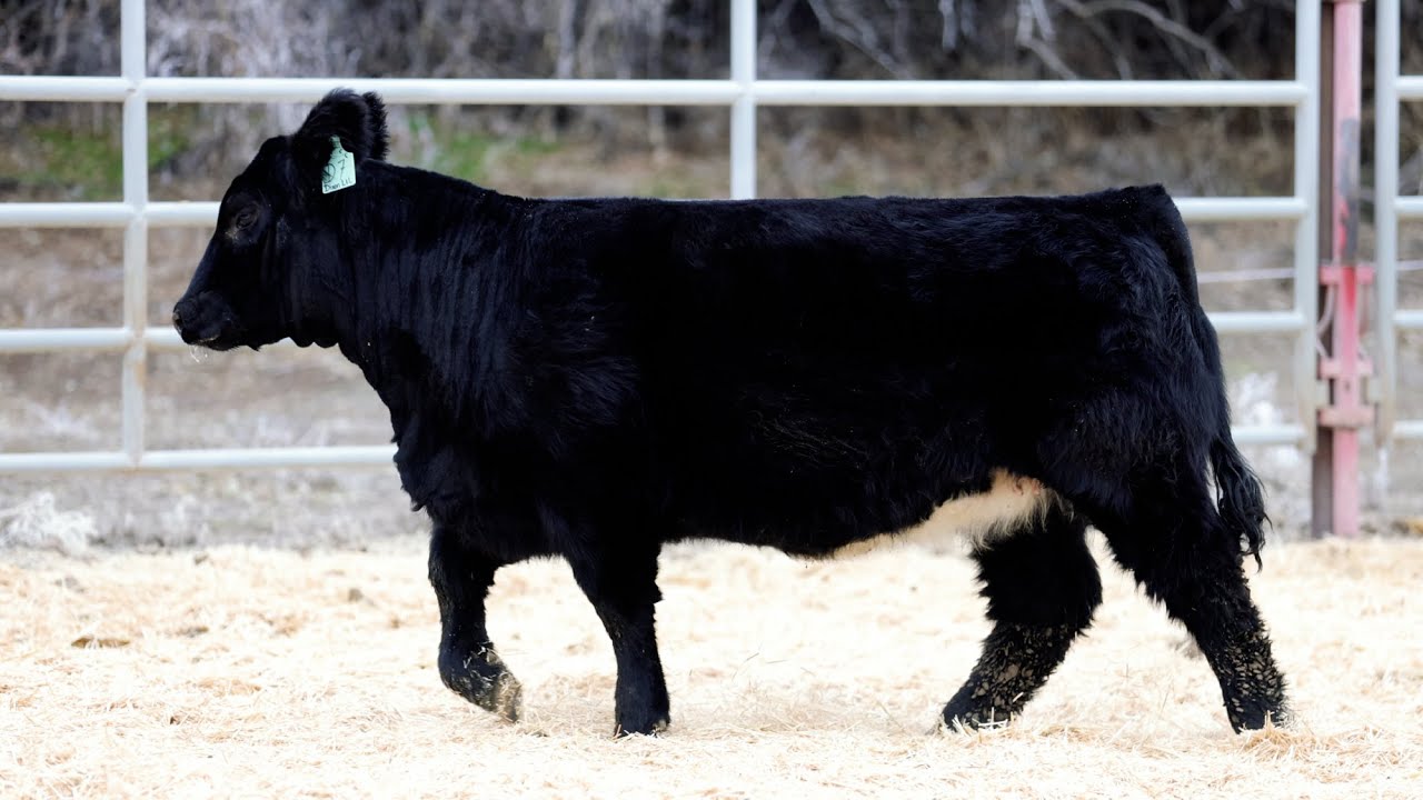 Tag D7 2023 Holiday Heifer Sale Dixon Land and Livestock YouTube