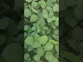kisan