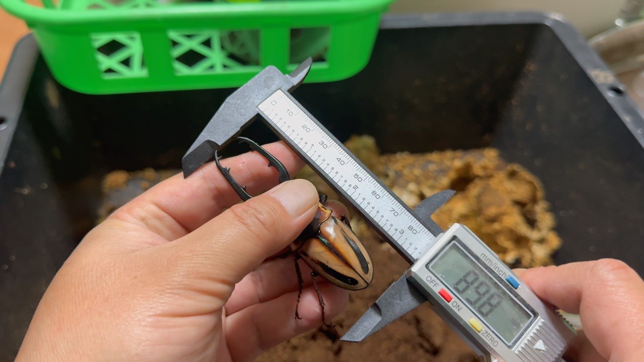 いろんなクワガタ新成虫をボトルから出していきましょうね