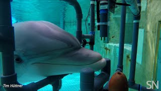 Testing a bottlenosed dolphin’s electroreception | Science News