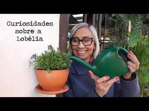 Vídeo: Problemas com Lobelia - O que fazer para uma Lobelia com folhas marrons