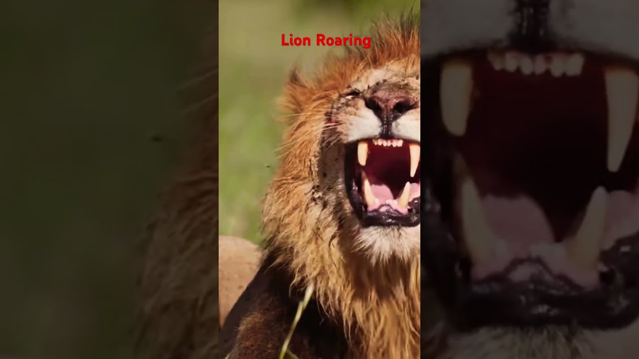 “The King’s Roar Caught on Camera!” 