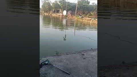Vlogs 375 Báo cá - Hồ Câu DUY NGUYÊN 0383430084 Thôn Đoàn Kết, xã Đại Yên, huyện Chương Mỹ, Hà Nội