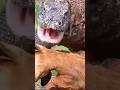 코모도 드래곤의 충격적인 식사법?😯🦎🦌Komodo Dragon's Shocking Way of Eating?