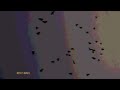Passion Pit Moths Wings slowed reverb mp3