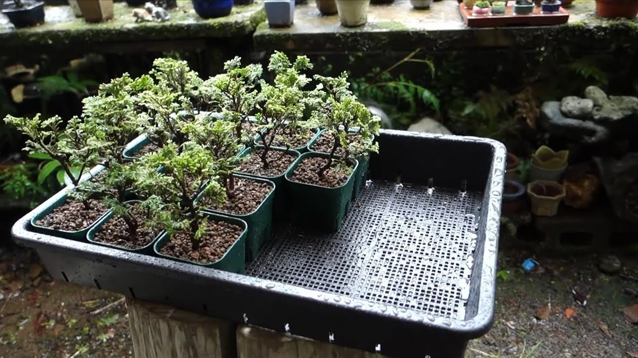 Bonsai diary】 ♯192 挿し木から6年ほど、津山ヒノキの素材作り - YouTube