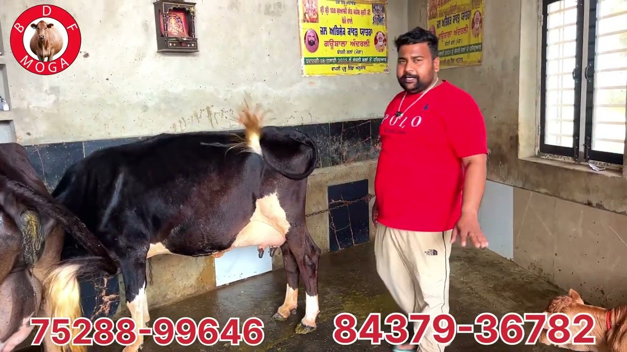 ਮੁੱਲ 25 ਹਜ਼ਾਰ ਤੋ ਸੁਰੂ 🔥18 ਕਿਲੋ ਬਾਉਲੀ ਤਿਆਰ 🔥2 ਸੂਈਆਂ ਵਹਿੜਾ 🔥2 ਗੱਬਣ 🔥1 ਤੋਕੜ ਵਹਿੜ ਵਿਕਾਉ-5 cow for sale 