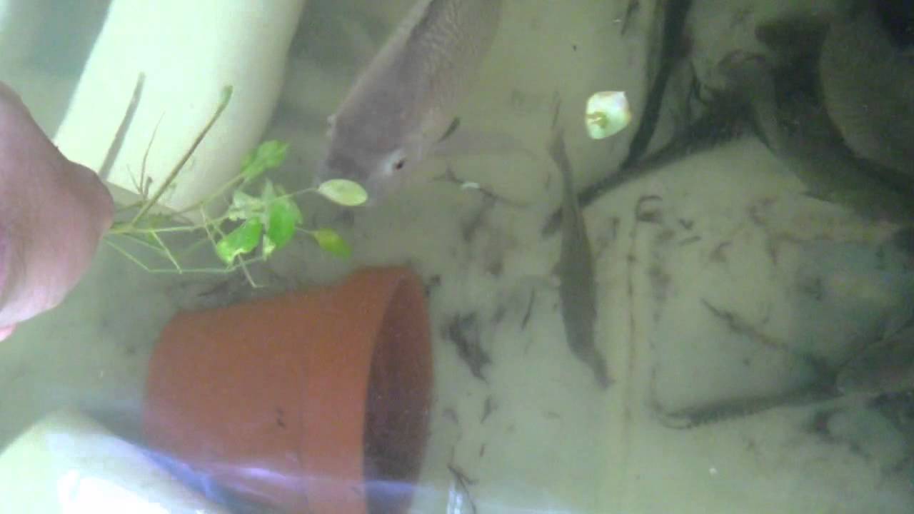 Tilapia eating Moringa YouTube
