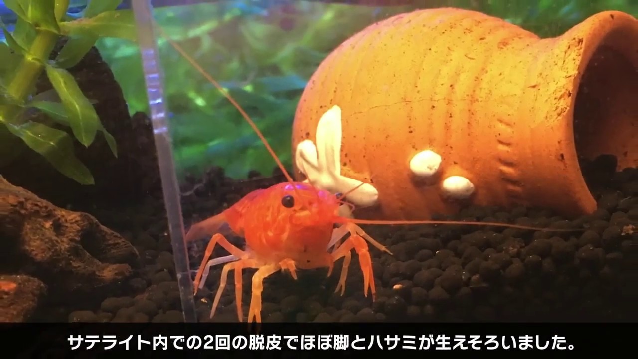 ザリガニ 脱皮失敗のザリガニの回復 Crayfish Youtube