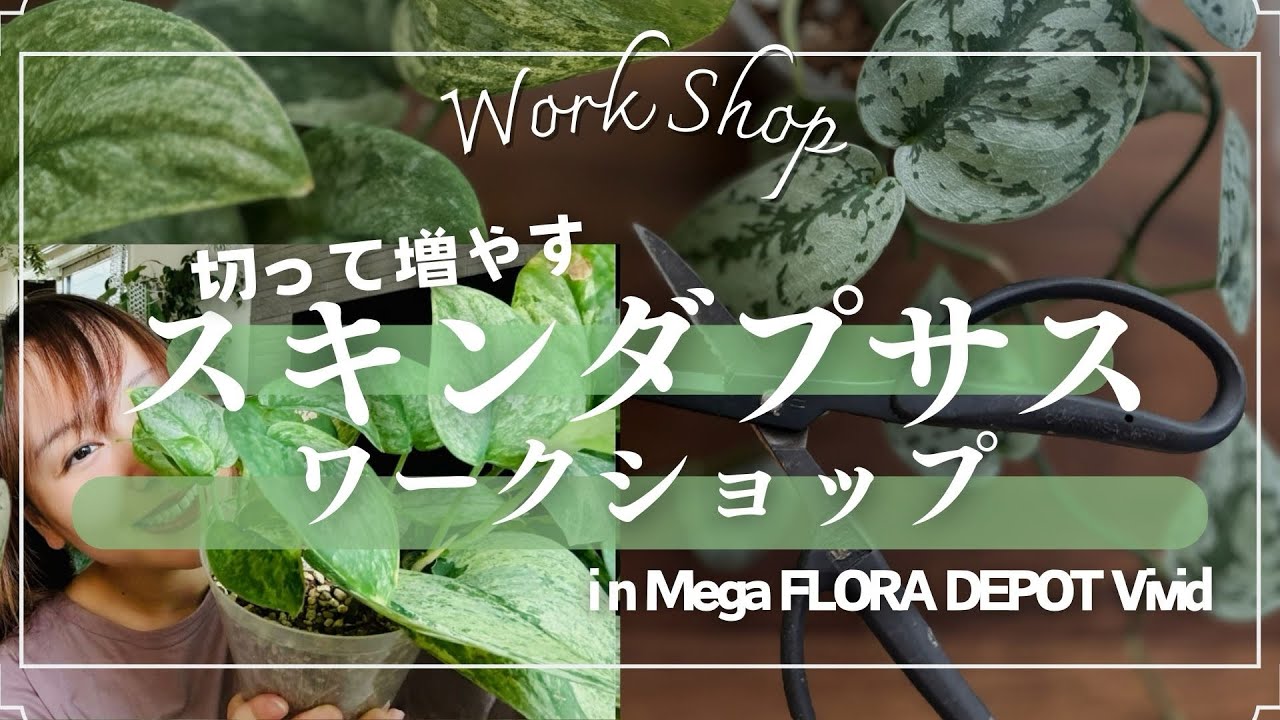 【スキンダプサスカット】福岡の園芸店MEGA FLORA DEPOT Vivid店内でスキンダプサスのワークショップをしました