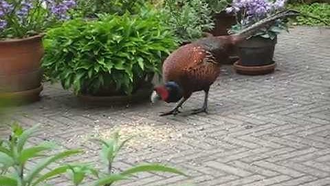 Vroege Vogels - Vreemde vogel in de tuin