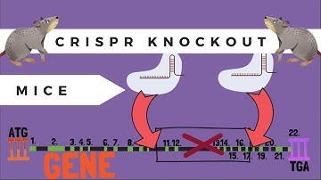 The Basics of Crispr-Pro: Knockout Mice